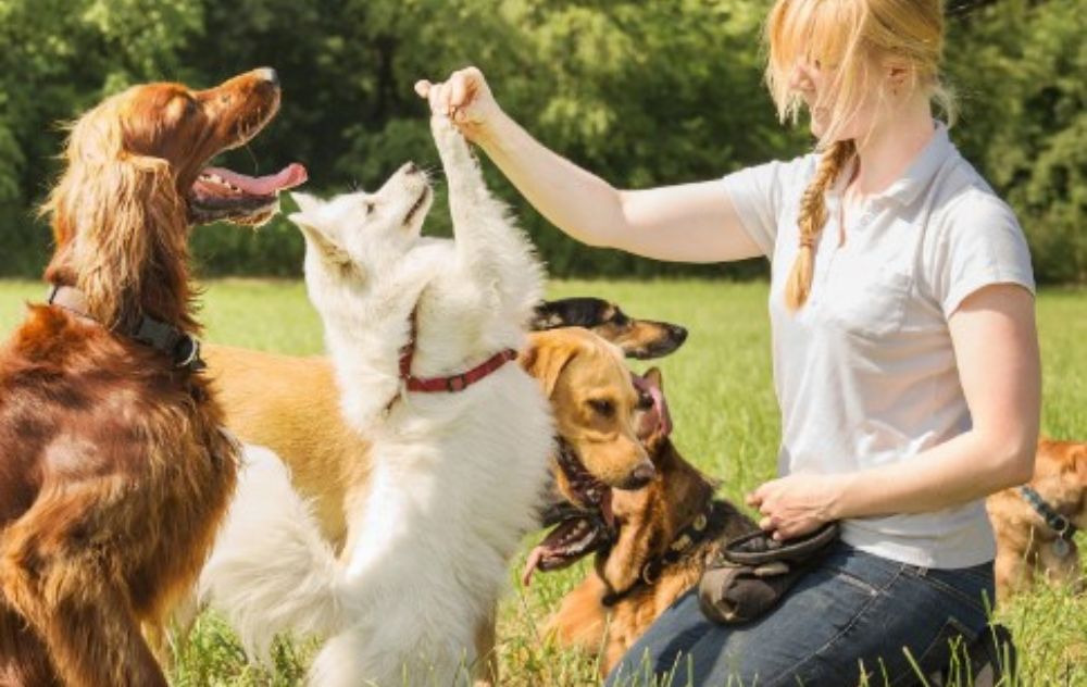 Basic Dog Training Commands Every Puppy Should Know