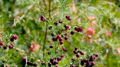 Boronia