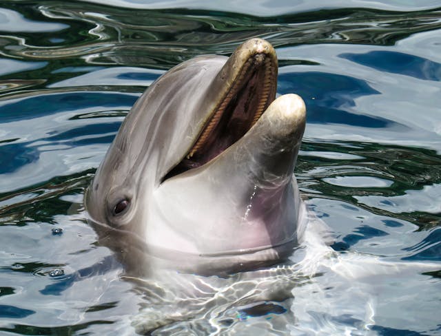 dolphin interactive